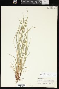 Carex oligocarpa image