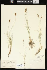 Carex phaeocephala image