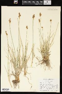 Carex phaeocephala image