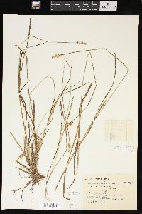 Carex phyllomanica image