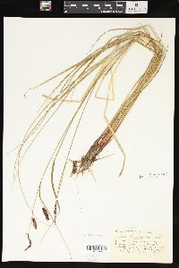 Carex saxatilis image