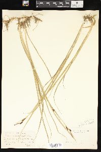 Carex saxatilis image