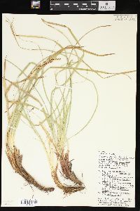 Carex picta image