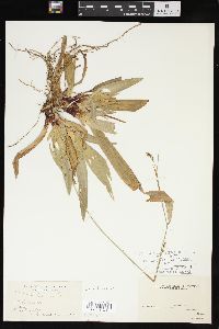 Carex plantaginea image