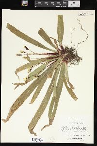 Carex plantaginea image