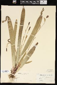 Carex plantaginea image