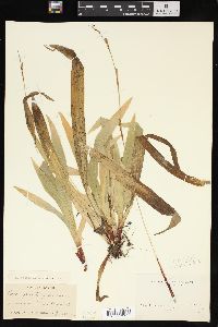 Carex plantaginea image