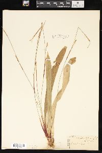 Carex plantaginea image