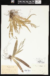 Carex plantaginea image