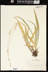 Carex platyphylla image