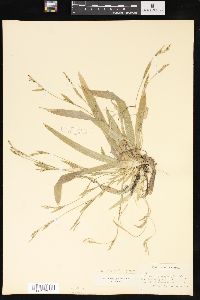 Carex platyphylla image