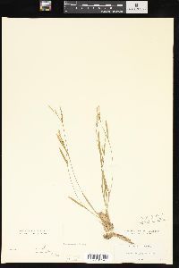 Carex platyphylla image