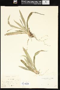 Carex platyphylla image