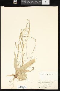 Carex platyphylla image