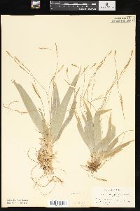 Carex platyphylla image