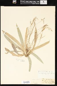 Carex platyphylla image