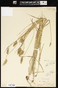 Carex laevivaginata image