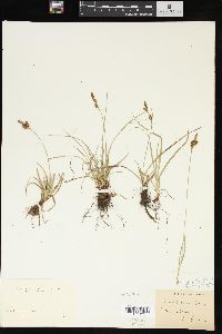 Carex praecox image