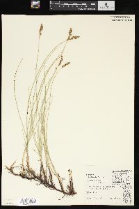 Carex praegracilis image