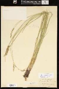 Carex prairea image