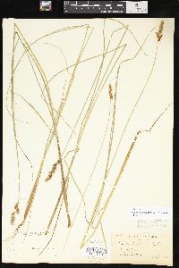 Carex prairea image