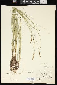 Carex prairea image