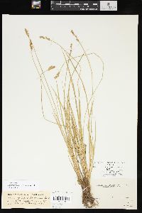 Carex prairea image