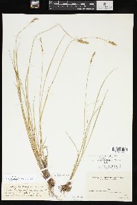 Carex prairea image