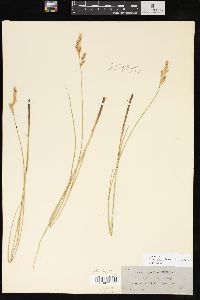 Carex prairea image