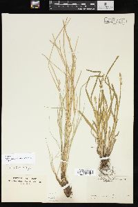 Carex prairea image