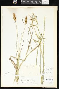 Carex prasina image