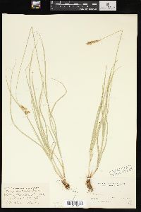 Carex praticola image