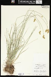 Carex praticola image