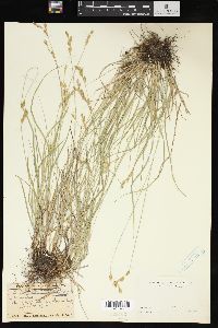 Carex praticola image