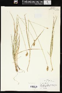 Carex praticola image