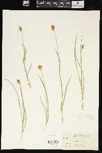 Carex preslii image