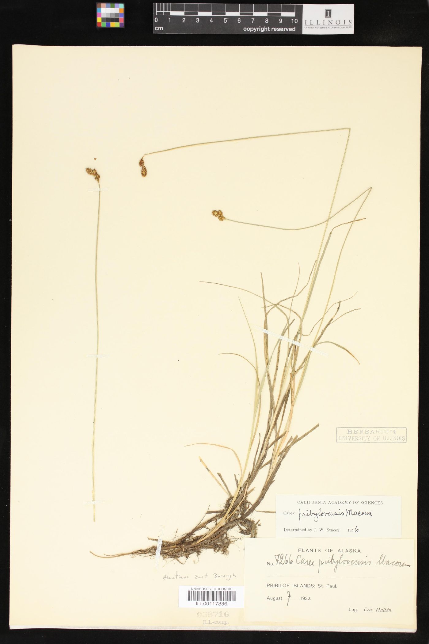 Carex pribylovensis image