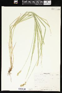 Carex projecta image