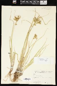 Carex pseudocyperus image