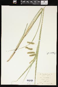 Carex pseudocyperus image