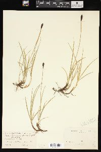 Carex pseudoscirpoidea image