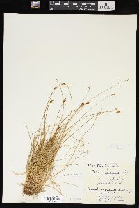 Carex pyrenaica image