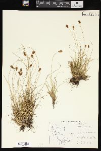 Carex pyrenaica image