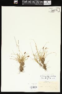 Carex pyrenaica image