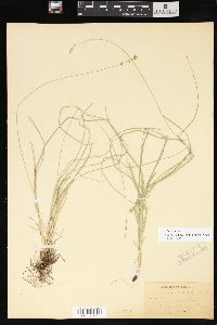 Carex radiata image