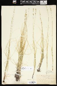 Carex radiata image