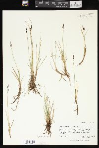 Carex rariflora image