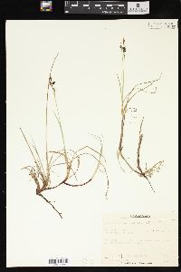 Carex rariflora image