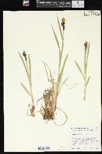 Carex raynoldsii image