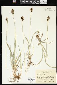 Carex raynoldsii image